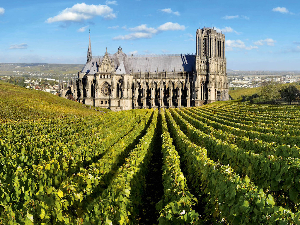 Vineyard in Champagne region.